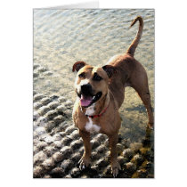 Pit Bull Terrier Card