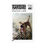 Pit Bull Terrier Stamp