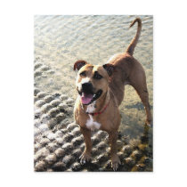 Pit Bull Terrier postcards by kellyannettes Pit Bull Terrier postcards