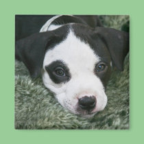 Pit Bull Terrier Pup Magnet - "Angie" magnets
