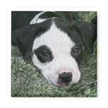 Pit Bull Terrier Pup Magnet - "Angie"