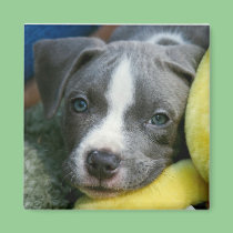 Pit Bull Terrier Pup Magnet - "Mikey"
