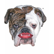 Pit Bull w lipstick t-shirts
