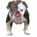 Pit Bull w Lipstick t-shirts by pitbullwlipstick Pit Bull w Lipstick t-shirts