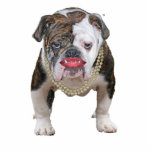 Pit Bull With Pearls Photo Cutouts