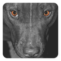 Pit Bull's Eyes (Black and white, color) Square Stickers