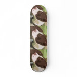 Pit Bulls Rock Skate Board