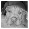 Pit Pup posters by kissy73179 Pit Pup posters
