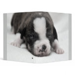Pit Puppy 2 Binder