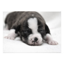 Pit Puppy 2 Invitation invitations