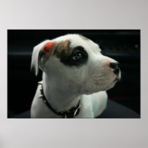 Pit Puppy posters
