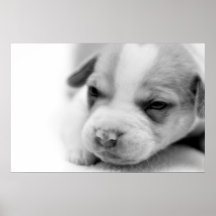 Pit Puppy Poster