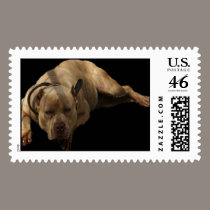 Pit Stamp stamps