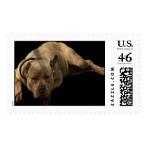 Pit Stamp by SpredTheNalej Pit Stamp
