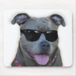 Pitbull azul con los vidrios alfombrilla de ratón