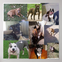 PITBULL BREED COLLAGE PRINT