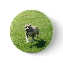 Pitbull button