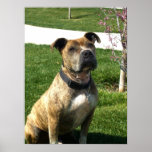 Pitbull canvas print