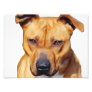 Pitbull dog art photo