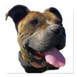 Pitbull Dog poster posters