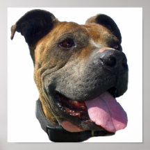 Pitbull Dog poster