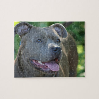 puzzle toys for pit bulls