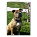 Pitbull greeting card