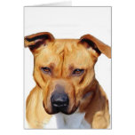 Pitbull greeting card