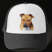 Pitbull hat
