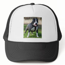 pitbull hat