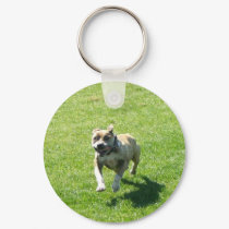 Pitbull keychain