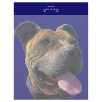 Pitbull letterhead