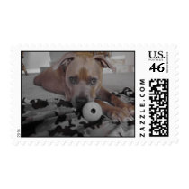 Pitbull Love 2 Stamp