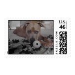 Pitbull Love 2 postage