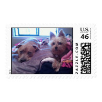 Pitbull Love 3 Postage Stamp