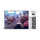 Pitbull Love 3 postage