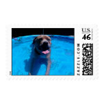 Pitbull Love 5 postage