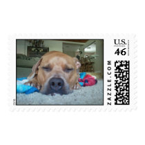 Pitbull Love 5 Postage Stamp