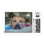 Pitbull Love 5 postage