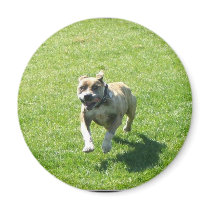Pitbull magnet by ritmoboxer Pitbull magnet