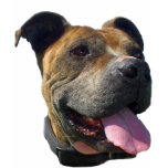 Pitbull Mens shirt