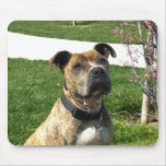 Pitbull mousepad