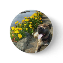 Pitbull on a Spring day button