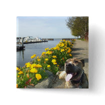 Pitbull on a Spring day button