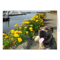 Pitbull on a Spring day greeting card