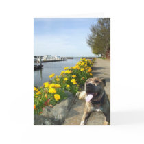 Pitbull on a Spring day greeting card