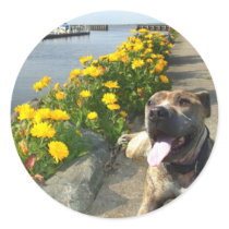 Pitbull on a Spring day large stickers
