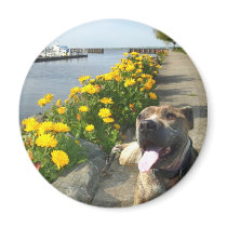 Pitbull on a Spring day magnet by ritmoboxer Pitbull on a Spring day magnet