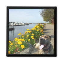 Pitbull on a Spring day magnet by ritmoboxer Pitbull on a Spring day magnet