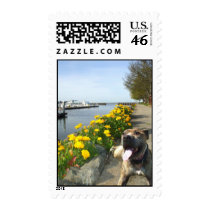 Pitbull on a Spring day postage by ritmoboxer Pitbull on a Spring day postage